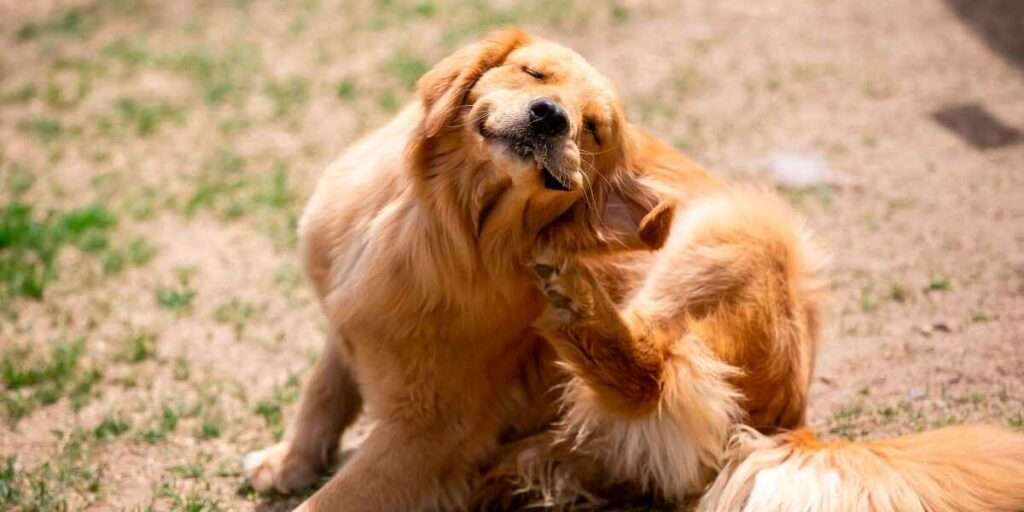 What to Feed When Dog Has a Yeast Infection