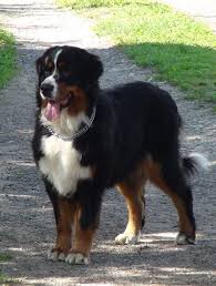 Bernese Mountain Dog