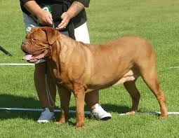 Dogue de Bordeaux (French Mastiff)

