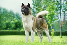 Akita
