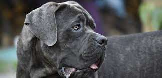 Cane Corso
