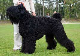 Black Russian Terrier