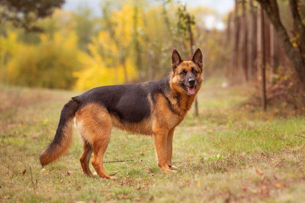 german shepherd dog breed