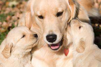 how-long-are-dogs-pregnant