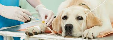 common dog diseases