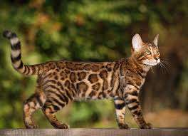 Bengal Cat Breed