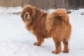 Tibetan Mastiff