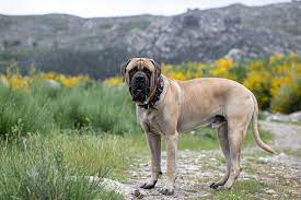 Top 20 Largest Dog Breeds