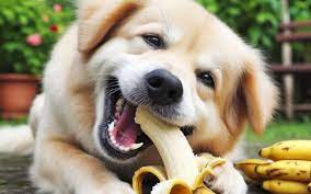 Can Dogs Eat Bananas