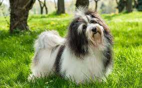 havanese dog breed