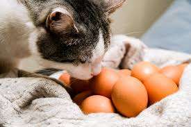 Can Cats Eat Eggs