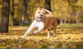 American Staffordshire Terrier Dog Breed
