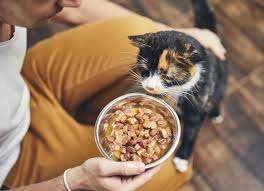 How much to feed your cat