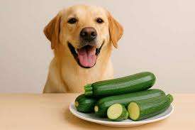 Can Dogs Eat Zucchini
