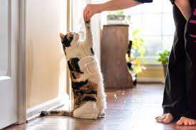 How to Discipline a Cat