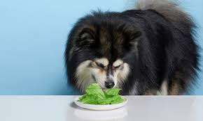 Can-dogs-eat-lettuce