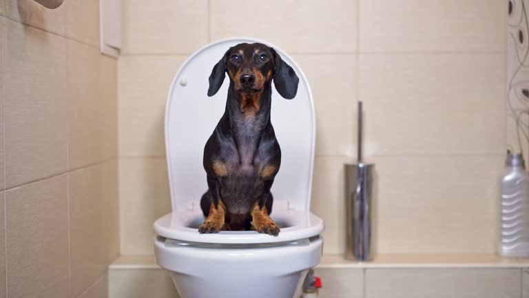 My Dog Has Diarrhea