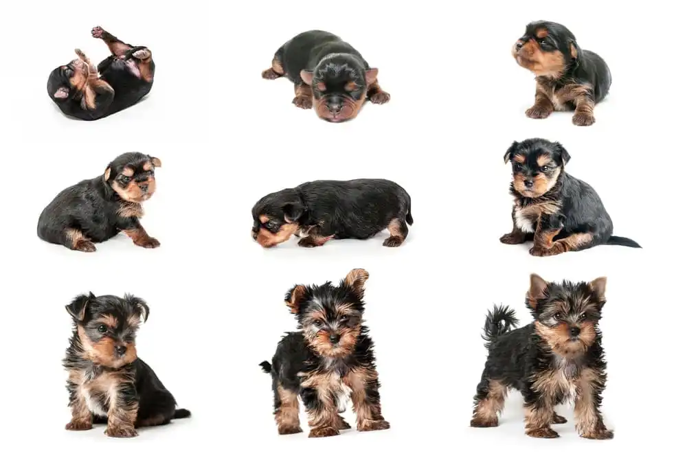 Puppy Milestones