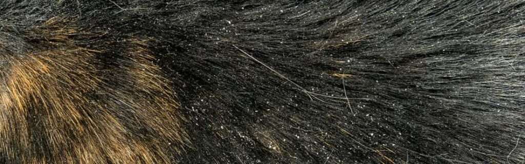 Cat dandruff