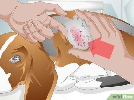What to Feed When Dog Has a Yeast Infection