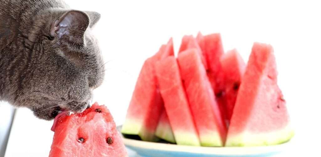 Can Cats Eat Watermelon