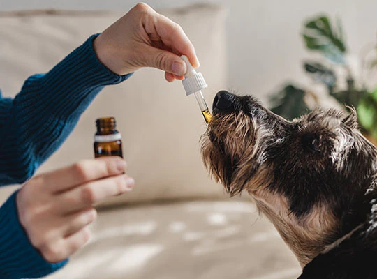 gabapentin for dogs