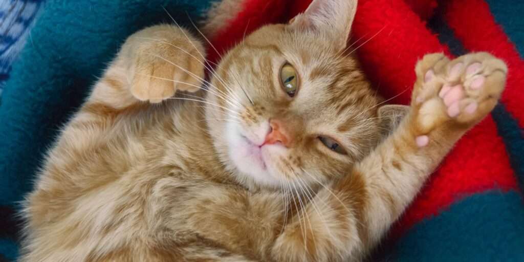 Cat paws