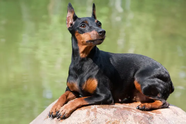 Miniature Pinscher Dog Breed