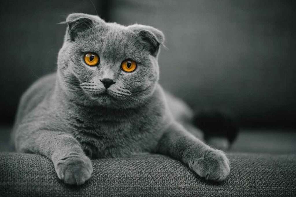 Scottish Fold cats breed