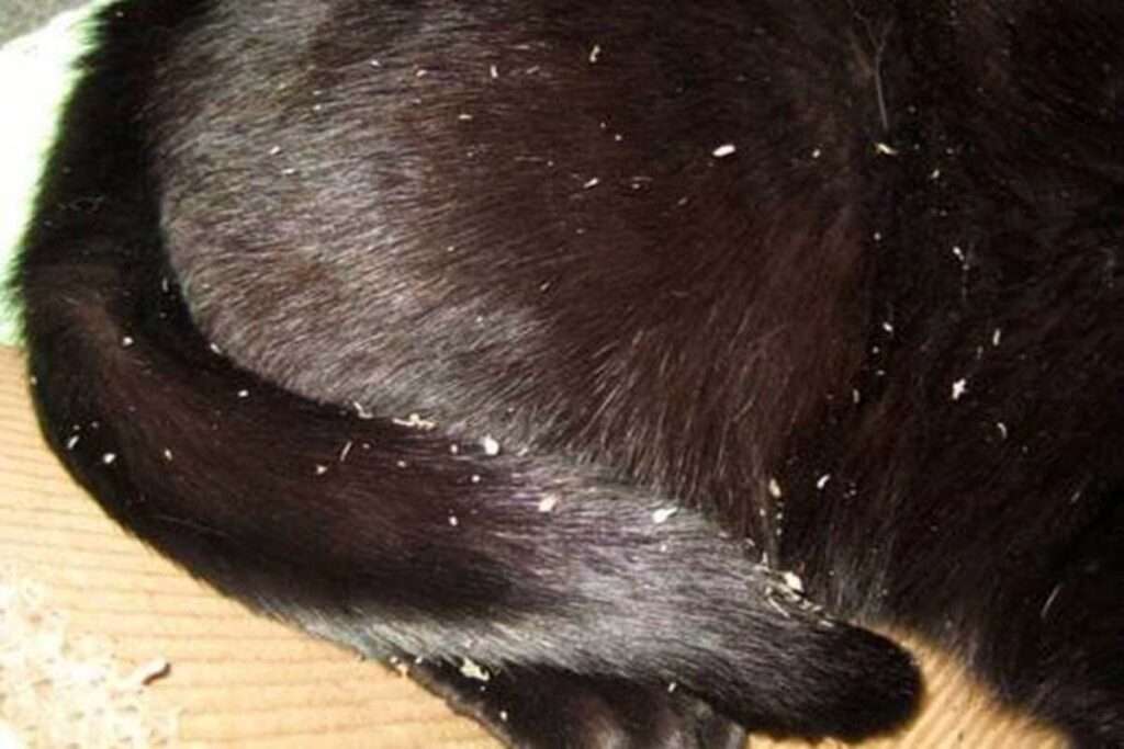my-cat-has-dandruff