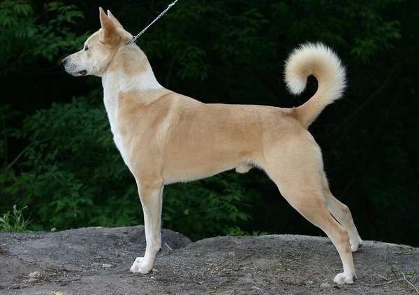 Canaan Dog Breed Guide