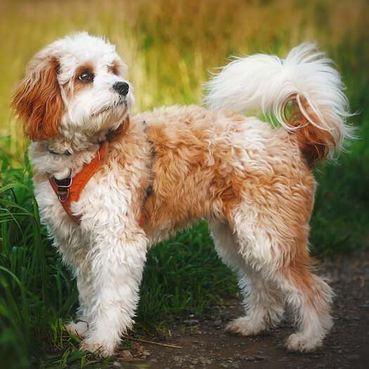 Cavapoo Dog Breed
