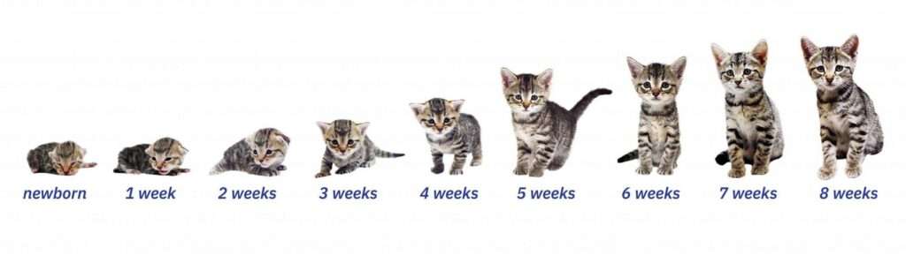 Cat Age in Human Years