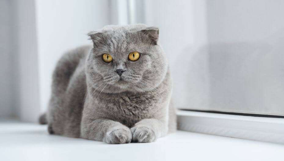 Scottish Fold cats breed