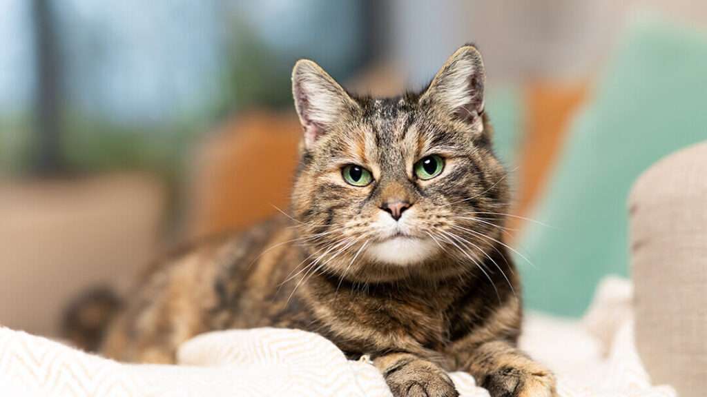 Tortoiseshell Cat