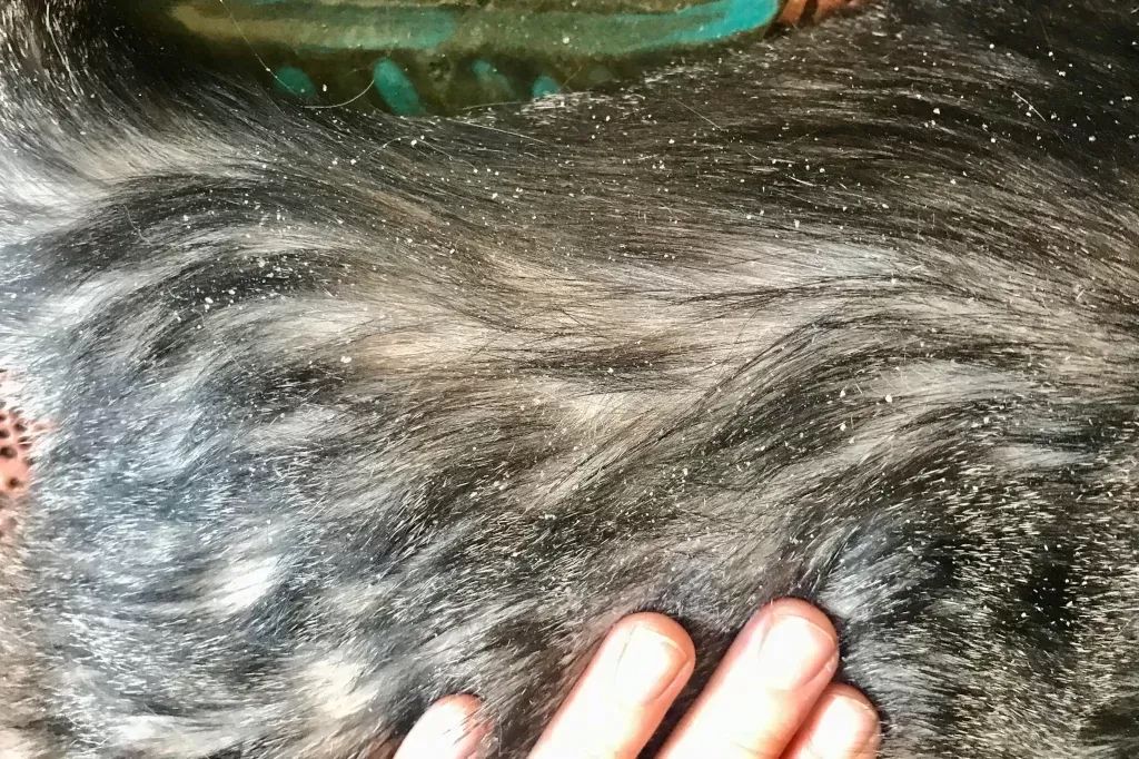 my-cat-has-dandruff