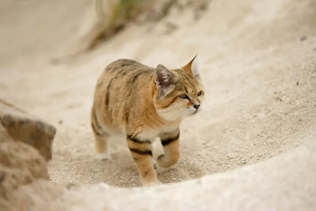 Sand cat blending into sandy desert habitat with its sandy-colored fur