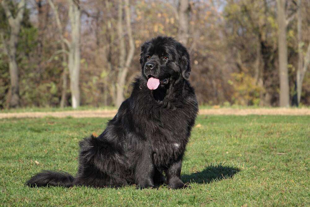 Newfoundland dog