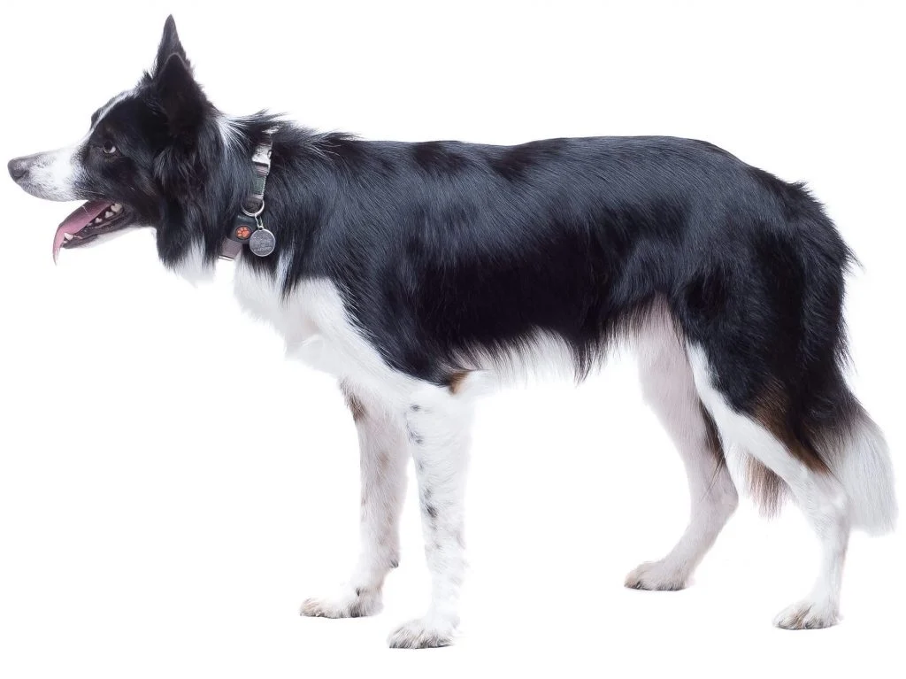 Border Collie Dog Breed