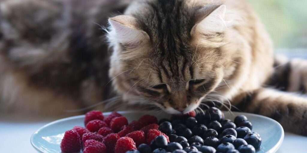  Can Cats Eat Blueberries