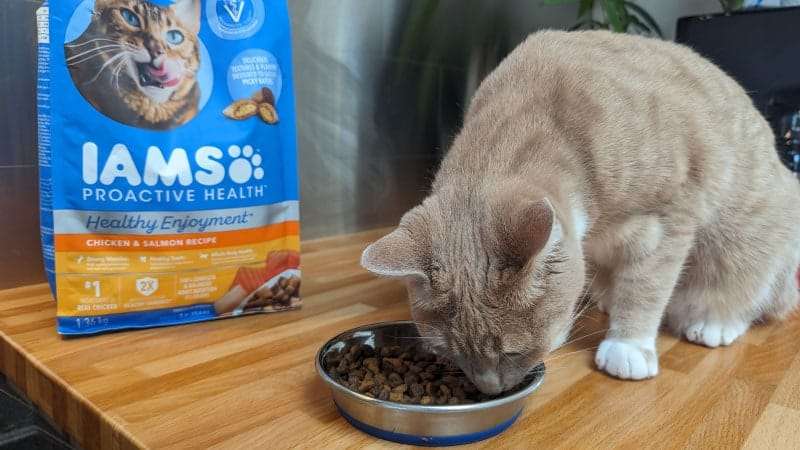 IAMS cat food review