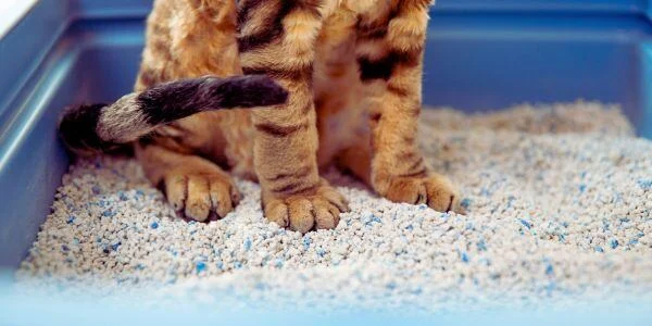 Cat Litter