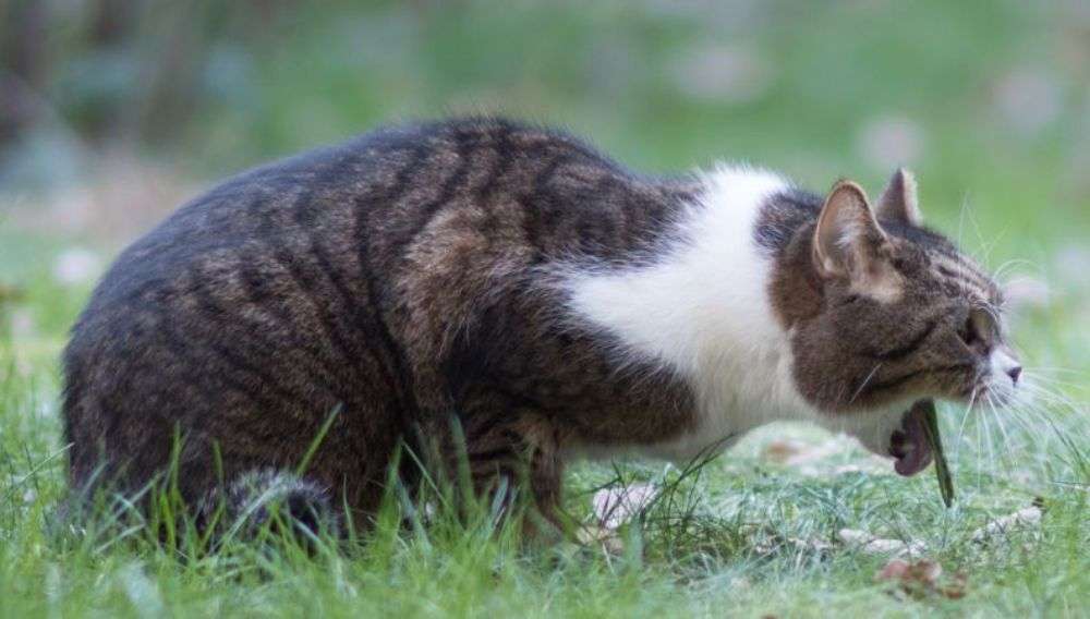 Cat Vomiting