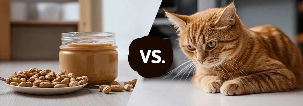 Can Cats Eat Peanut Butter
