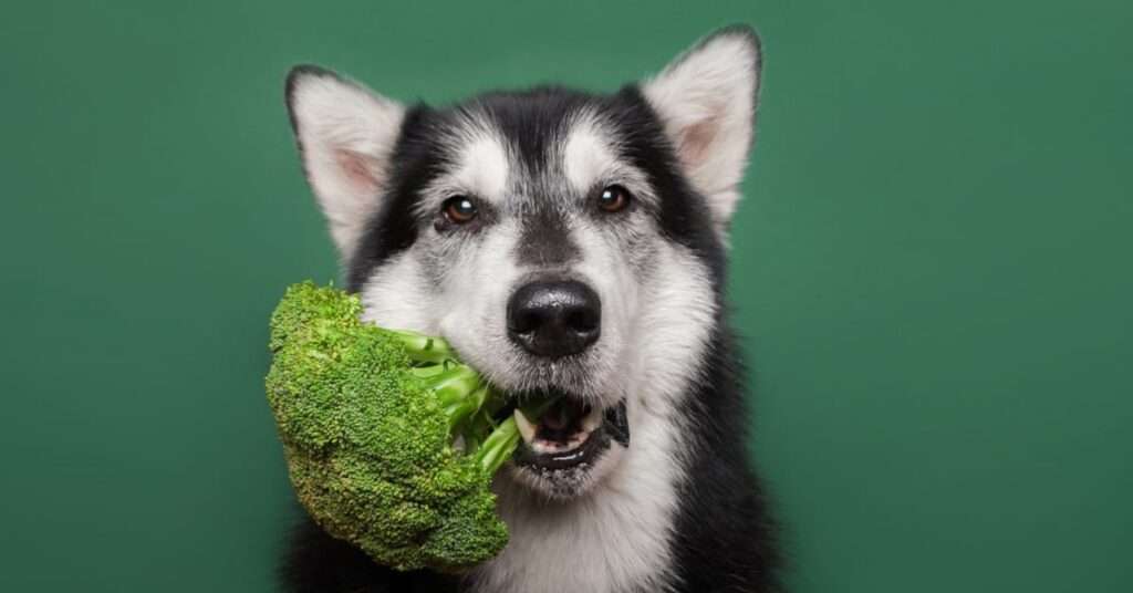 Can dogs eat broccoli