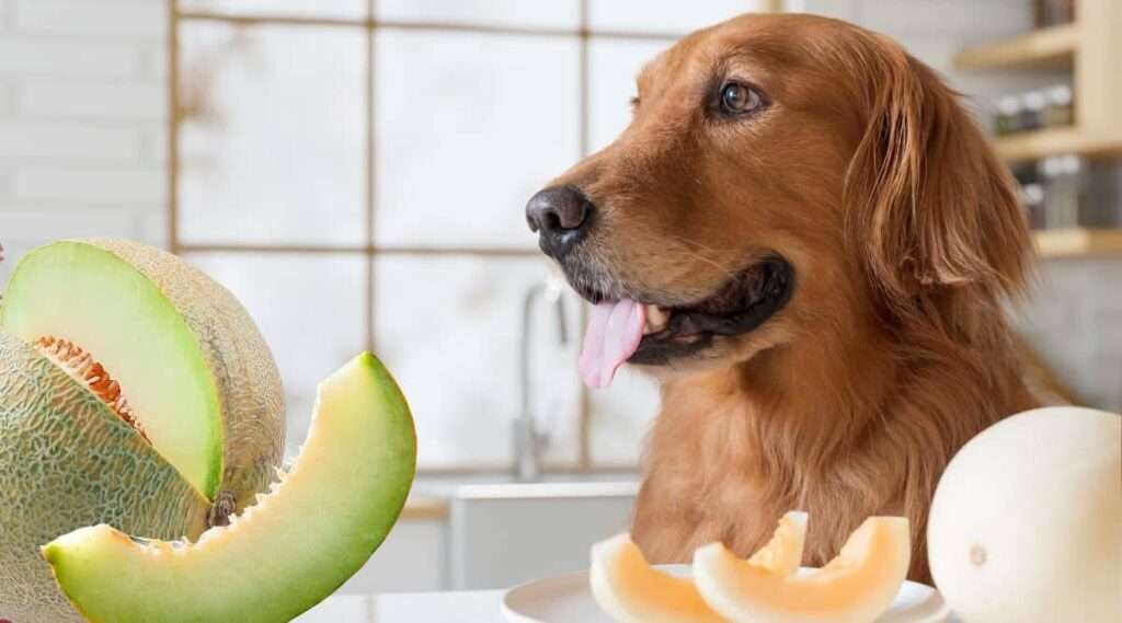 Can Dogs Eat Honeydew Melon