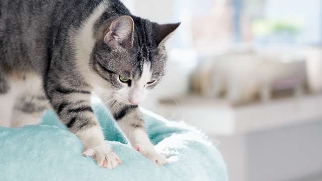Why Do Cats Knead