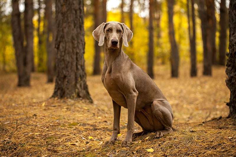 Weimaraner Dog Breed