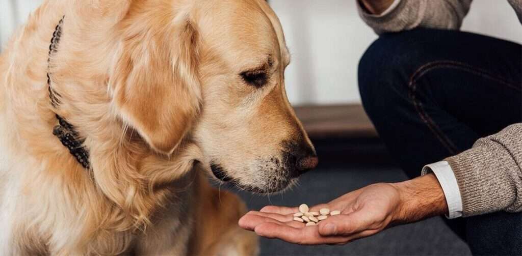 gabapentin for dogs