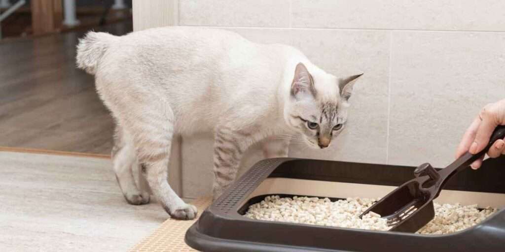 Cat Litter